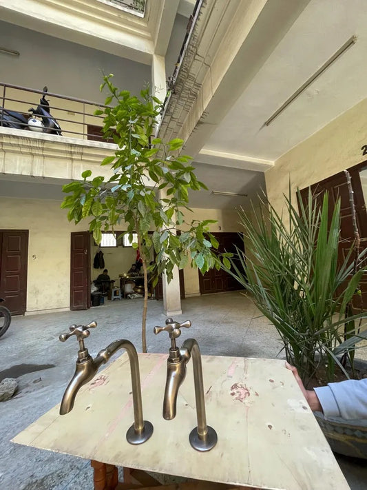 Premium unlacquered brass water dispenser faucet with two handles, set against an indoor greenery backdrop.